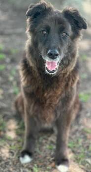 Raven -  Husky and German Shepherd Dog Dog Available for Adoption in Houston, Texas - Raven | PetCurious