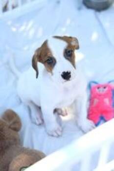 Fall -  Hound and Terrier Dog for Adoption in Cashiers, North Carolina - Fall | PetCurious