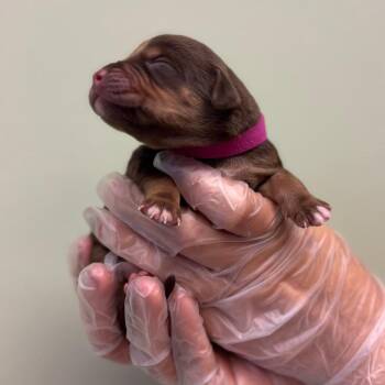 Jolene -  Boxer and Mixed Breed Dog for Adoption in Springboro, Ohio - Jolene | PetCurious