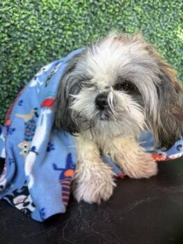 61238370 -  Shih Tzu and Mixed Breed Dog for Adoption in El Paso, Texas - 61238370 | PetCurious