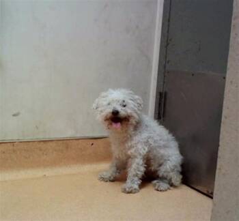 A1049819 -  Poodle Dog for Adoption in Martinez, California - A1049819 | PetCurious