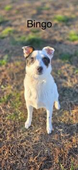 Australian Cattle Dog Blue Heeler Dogs Available for Adoption - Bingo | PetCurious