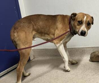 Rescue Hound and Pit Bull Terrier Dogs for Adoption in Thousand Oaks, California - Samson -- URGENT!! NEEDS A HOME ASAP!!! | PetCurious
