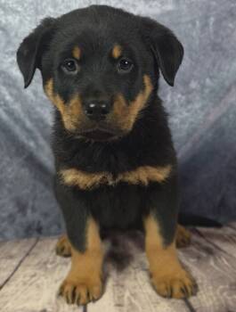 Rescue Rottweiler and German Shepherd Dog Dogs for Adoption - Inferno Pack - Blaze | PetCurious