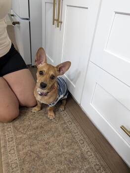Ellie -  Chiweenie and Corgi Dog for Adoption in Bastrop, Texas - Ellie | PetCurious