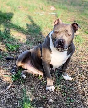 Rescue Pit Bull Terrier Dogs for Adoption in Philadelphia, Pennsylvania - HAM | PetCurious