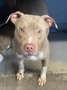 Rescue American Staffordshire Terrier Dogs for Adoption in Tallahassee, Florida - BAM | PetCurious