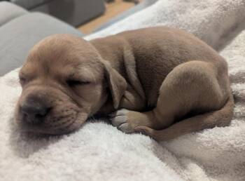 Hound Dogs Available for Adoption in Irwin, Pennsylvania - Dixie | PetCurious