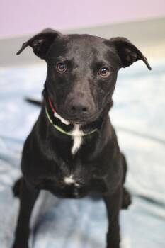 Scrimp in NH. Come Meet our Adoptable Dogs Wednesday-Saturday. M -  Black Labrador Retriever Dog for Adoption in Manchester, New Hampshire - Scrimp In NH. Come Meet Our Adoptable Dogs Wednesday-Saturday. M | PetCurious
