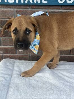 Rescue Shepherd and Hound Dogs for Adoption in Morristown, Tennessee - Cobalt | PetCurious