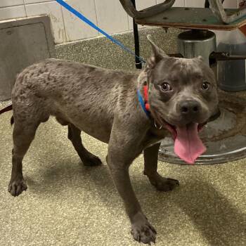 Jojo -  Pit Bull Terrier and French Bulldog Dog for Adoption in San Gabriel, California - Jojo | PetCurious