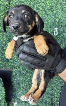 Shepherd and Mixed Breed Dogs Available for Adoption - 60561444 | PetCurious