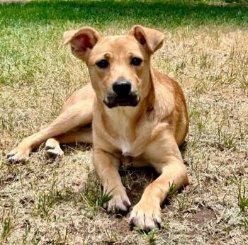 Mocha -  Labrador Retriever and Mixed Breed Dog for Adoption in Mead, Colorado - Mocha | PetCurious