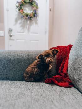 Butter -  Yorkshire Terrier and Shih Tzu Dog for Adoption in Goodyear, Arizona - Butter | PetCurious