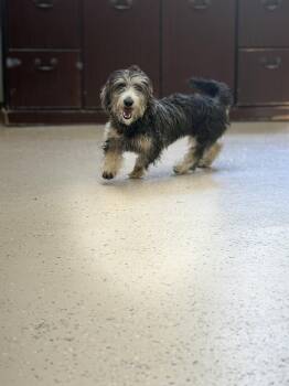 Gidgett -  Dachshund and Yorkshire Terrier Dog for Adoption in York, South Carolina - Gidgett | PetCurious