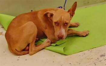 Rescue Staffordshire Bull Terrier and Mixed Breed Dogs for Adoption in Houston, Texas - BROWNIE | PetCurious