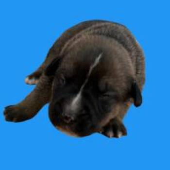 Shepherd and Boxer Dogs Available for Adoption - Bianca | PetCurious