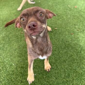 Chico 6939 -  Chihuahua Dog for Adoption in Loxahatchee Groves, Florida - Chico 6939 | PetCurious