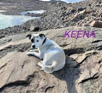Keena -  Mixed Breed Dog for Adoption in Athens, Ontario - Keena | PetCurious