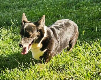 Pembroke Welsh Corgi Dogs Available for Adoption in Richmond, Kentucky - Sasha | PetCurious
