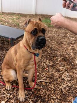 Mixed Breed Dogs Available for Adoption in Chamblee, Georgia - Armor | PetCurious