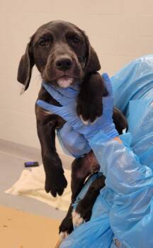 Mixed Breed Dogs Available for Adoption in Chillicothe, Ohio - Parallelogram | PetCurious