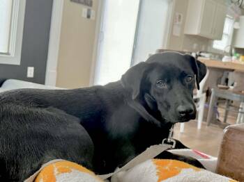 Alvin -  Labrador Retriever Dog for Adoption in Lewisville, Indiana - Alvin | PetCurious