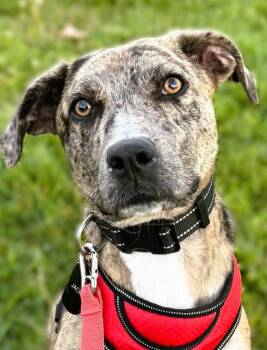 Catahoula Leopard Dog and Mountain Cur Dogs Available for Adoption in Tracy, California - Percy | PetCurious