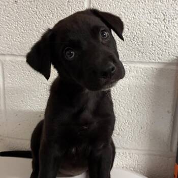 Olivia -  Black Labrador Retriever Dog for Adoption in Edinburg, Texas - Olivia | PetCurious