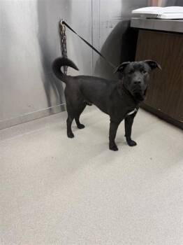 Labrador Retriever and Mixed Breed Dogs Available for Adoption - ASTA | PetCurious