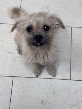 Lucky the tiny terrier mix -  Yorkshire Terrier and Miniature Schnauzer Dog for Adoption in Muskego, Wisconsin - Lucky The Tiny Terrier Mix | PetCurious