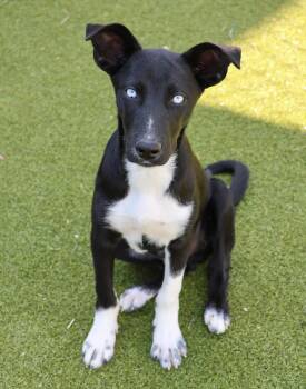 Rescue Husky Dogs for Adoption in Harrison, New York - Andy | PetCurious