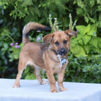 Jareth -  Shepherd Dog for Adoption in Wake Forest, North Carolina - Jareth | PetCurious