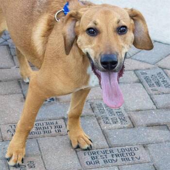 ROBBIE -  Labrador Retriever and Mixed Breed Dog for Adoption in St. Louis, Missouri - ROBBIE | PetCurious