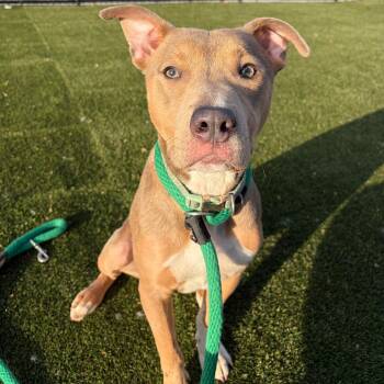 Finnegan Flan -  Mixed Breed Dog for Adoption in Philadelphia, Pennsylvania - Finnegan Flan | PetCurious