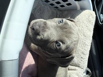 Luna (Cookies Babies) -  Pit Bull Terrier Dog for Adoption in Lewis Center, Ohio - Luna (Cookies Babies) | PetCurious