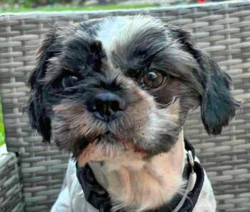 Panda -  Shih Tzu Dog for Adoption in Euclid, Ohio - Panda | PetCurious