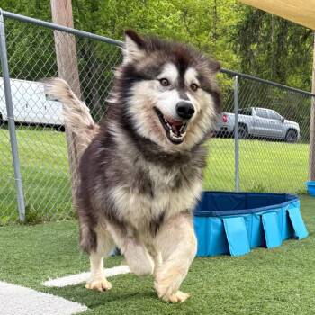 Mixed Breed Dogs Available for Adoption in Batavia, Ohio - Zazu | PetCurious