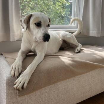 Cleo -  Mixed Breed Dog for Adoption in Chicago, Illinois - Cleo | PetCurious