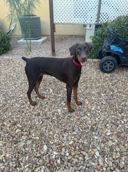 Bunny -  Doberman Pinscher Dog for Adoption in Las Vegas, Nevada - Bunny | PetCurious