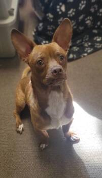 Chihuahua Dogs Available for Adoption in Durango, Colorado - Chocolate | PetCurious