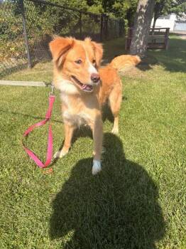 Pickles -  Mixed Breed Dog for Adoption in Warren, Pennsylvania - Pickles | PetCurious