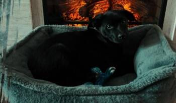 Mixed Breed Dogs Available for Adoption in San Tan Valley, Arizona - Violet | PetCurious