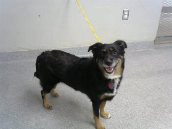 STORMI -  Labrador Retriever and Cardigan Welsh Corgi Dog for Adoption in Pasadena, Texas - STORMI | PetCurious