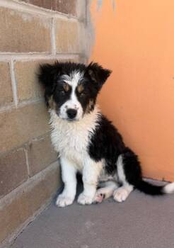 Puka 2 -  Australian Cattle Dog Blue Heeler and Border Collie Dog for Adoption in Fort Lupton, Colorado - Puka 2 | PetCurious