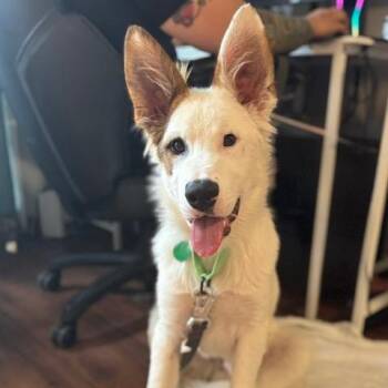 Henry -  Mixed Breed Dog for Adoption in Buffalo, Minnesota - Henry | PetCurious