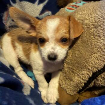 Darwin -  Chihuahua and Terrier Dog for Adoption in Kansas City, Missouri - Darwin | PetCurious