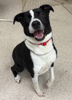 Rescue Pit Bull Terrier Dogs for Adoption in Teterboro, New Jersey - Frankie | PetCurious