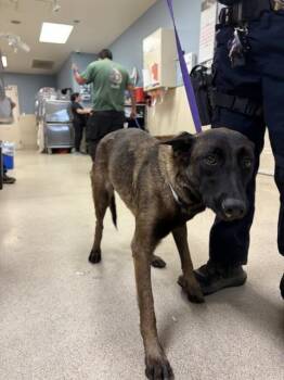 PRIMROSE -  Belgian Shepherd Malinois Dog for Adoption in Riverside, California - PRIMROSE | PetCurious
