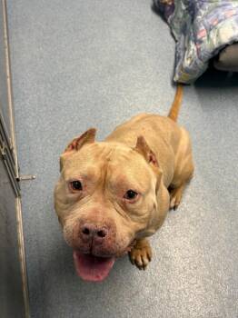 Mixed Breed Dogs Available for Adoption - Dina | PetCurious